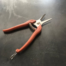 Charger l'image dans la galerie, l’épinette à lame longue